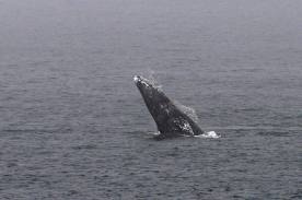 Whale Watch Duty Today!